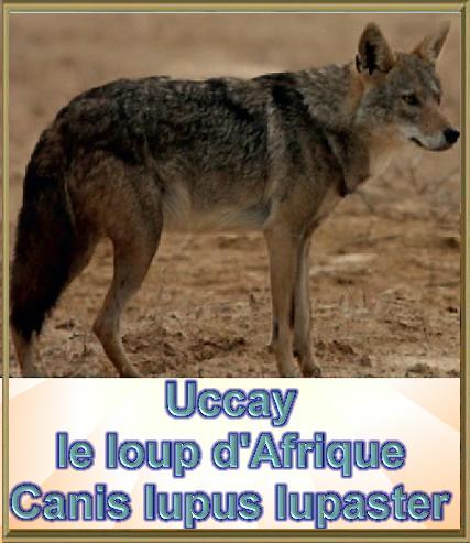 uccay