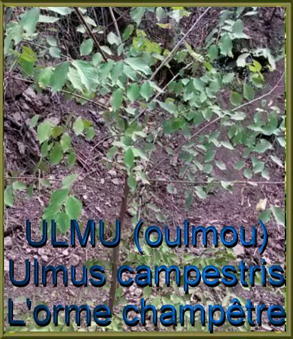 Ulmu